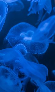 Preview wallpaper jellyfish, blue, glow, dark, underwater, sea