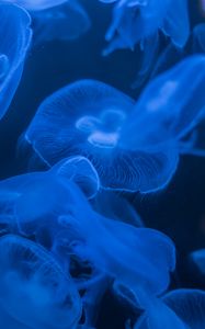 Preview wallpaper jellyfish, blue, glow, dark, underwater, sea