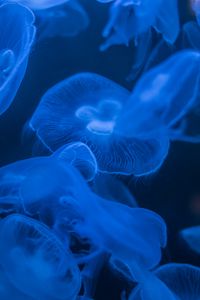 Preview wallpaper jellyfish, blue, glow, dark, underwater, sea