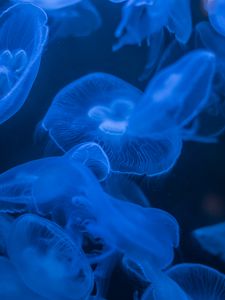 Preview wallpaper jellyfish, blue, glow, dark, underwater, sea
