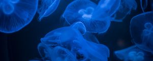 Preview wallpaper jellyfish, blue, glow, dark, underwater, sea