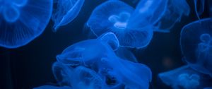 Preview wallpaper jellyfish, blue, glow, dark, underwater, sea