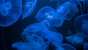 Preview wallpaper jellyfish, blue, glow, dark, underwater, sea