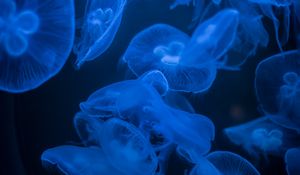 Preview wallpaper jellyfish, blue, glow, dark, underwater, sea