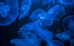 Preview wallpaper jellyfish, blue, glow, dark, underwater, sea