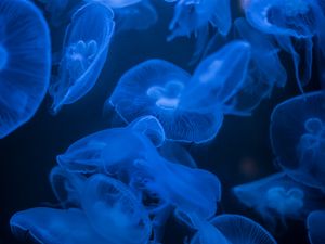 Preview wallpaper jellyfish, blue, glow, dark, underwater, sea