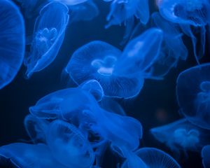 Preview wallpaper jellyfish, blue, glow, dark, underwater, sea