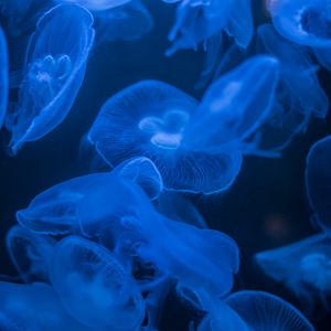 Preview wallpaper jellyfish, blue, glow, dark, underwater, sea