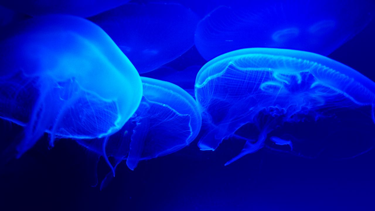 Wallpaper jellyfish, blue, tentacles, underwater world