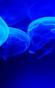 Preview wallpaper jellyfish, blue, tentacles, underwater world