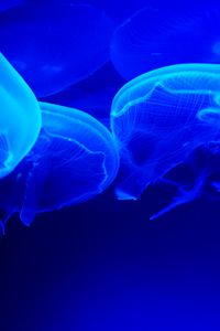 Preview wallpaper jellyfish, blue, tentacles, underwater world