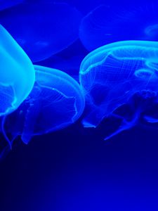 Preview wallpaper jellyfish, blue, tentacles, underwater world