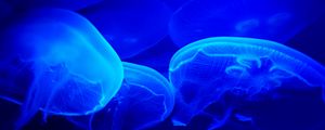 Preview wallpaper jellyfish, blue, tentacles, underwater world