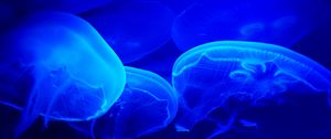 Preview wallpaper jellyfish, blue, tentacles, underwater world