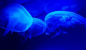 Preview wallpaper jellyfish, blue, tentacles, underwater world