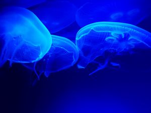 Preview wallpaper jellyfish, blue, tentacles, underwater world