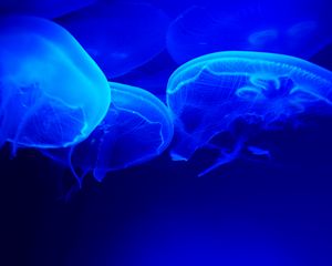 Preview wallpaper jellyfish, blue, tentacles, underwater world