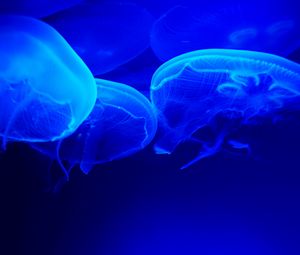 Preview wallpaper jellyfish, blue, tentacles, underwater world