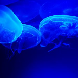 Preview wallpaper jellyfish, blue, tentacles, underwater world