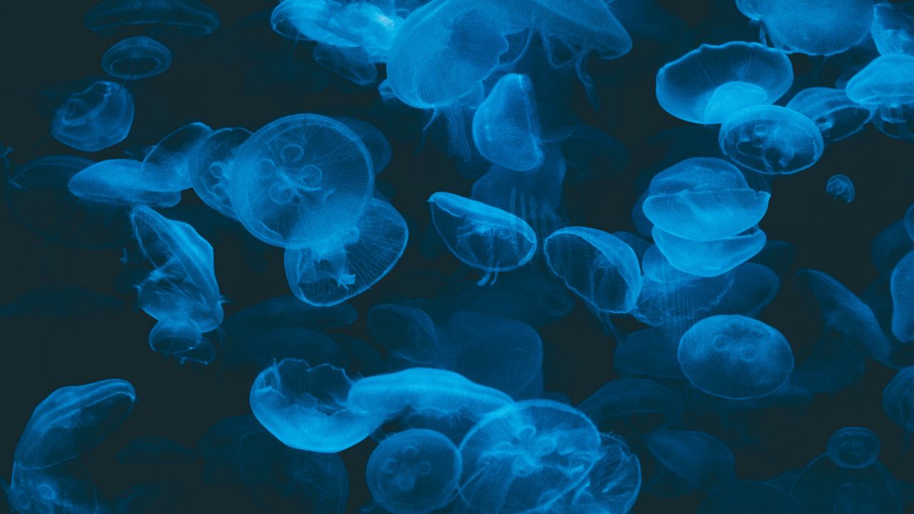 Wallpaper jellyfish, blue, transparent, dark, underwater