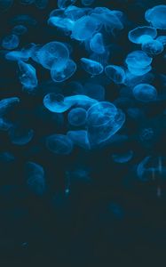 Preview wallpaper jellyfish, blue, transparent, dark, underwater