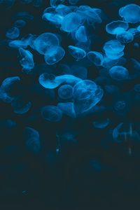 Preview wallpaper jellyfish, blue, transparent, dark, underwater