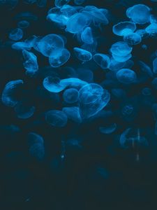 Preview wallpaper jellyfish, blue, transparent, dark, underwater