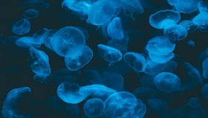 Preview wallpaper jellyfish, blue, transparent, dark, underwater