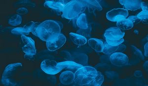 Preview wallpaper jellyfish, blue, transparent, dark, underwater