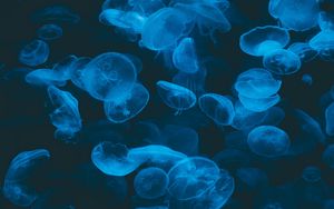 Preview wallpaper jellyfish, blue, transparent, dark, underwater