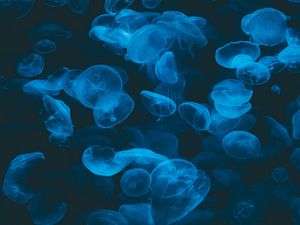 Preview wallpaper jellyfish, blue, transparent, dark, underwater