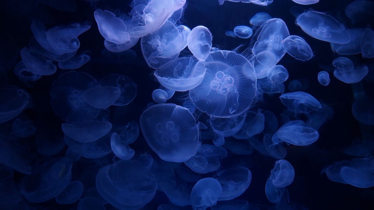 Wallpaper jellyfish, blue, underwater, transparent