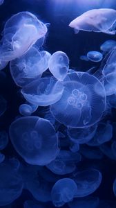 Preview wallpaper jellyfish, blue, underwater, transparent