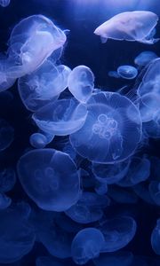 Preview wallpaper jellyfish, blue, underwater, transparent