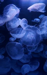 Preview wallpaper jellyfish, blue, underwater, transparent