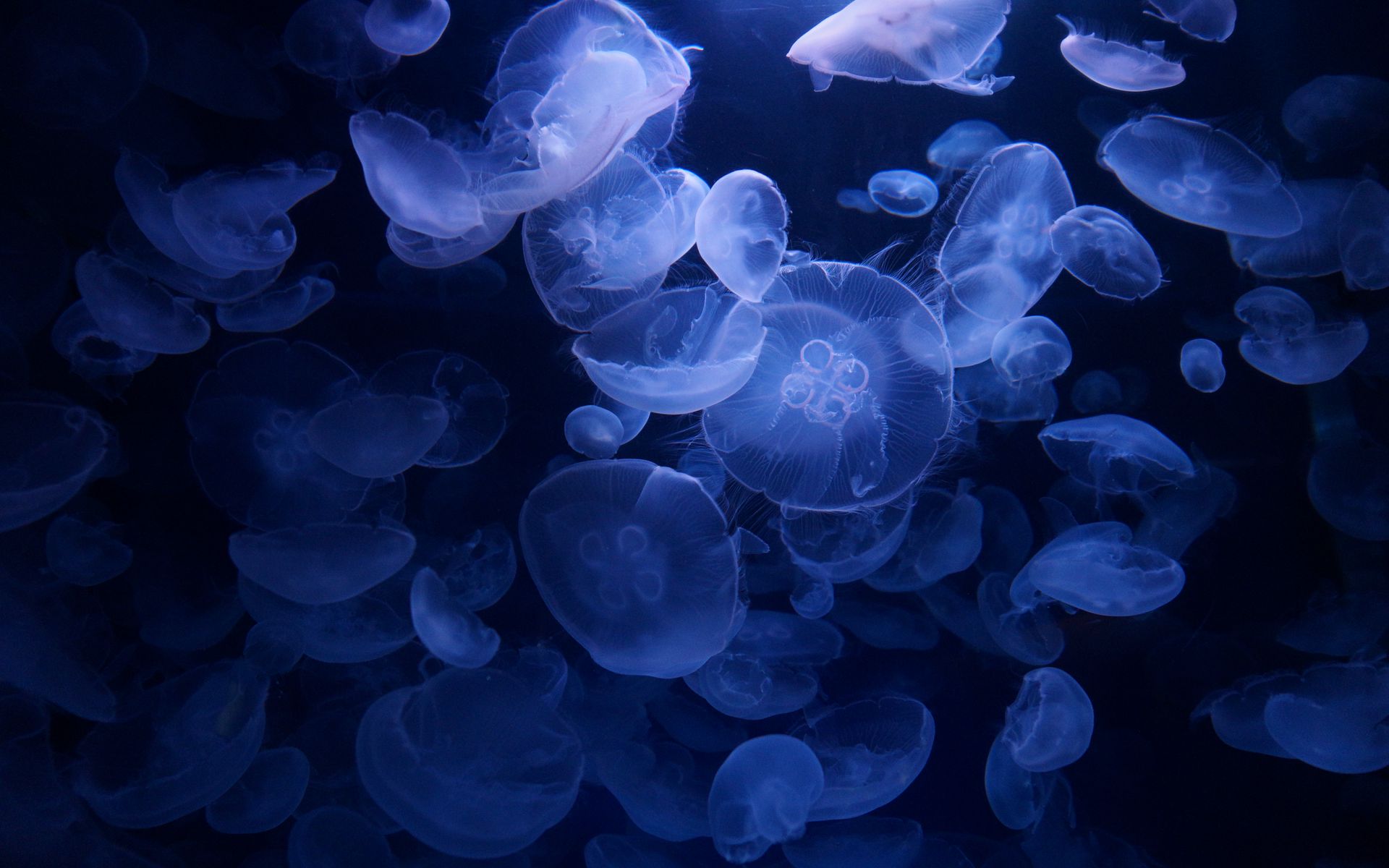 Download wallpaper 1920x1200 jellyfish, blue, underwater, transparent ...