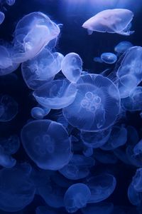 Preview wallpaper jellyfish, blue, underwater, transparent