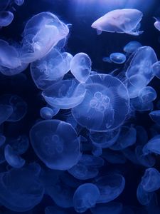 Preview wallpaper jellyfish, blue, underwater, transparent