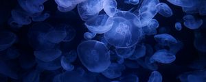 Preview wallpaper jellyfish, blue, underwater, transparent