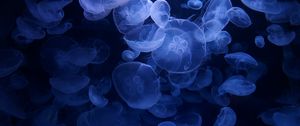 Preview wallpaper jellyfish, blue, underwater, transparent