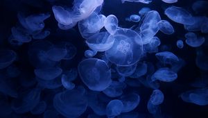 Preview wallpaper jellyfish, blue, underwater, transparent