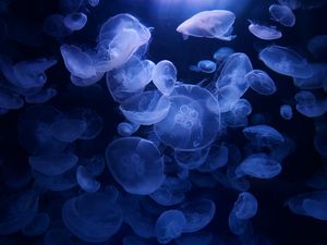 Preview wallpaper jellyfish, blue, underwater, transparent