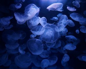 Preview wallpaper jellyfish, blue, underwater, transparent