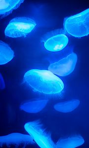 Preview wallpaper jellyfish, blue, underwater world