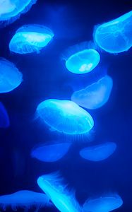 Preview wallpaper jellyfish, blue, underwater world