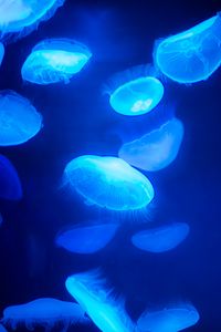 Preview wallpaper jellyfish, blue, underwater world