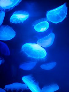 Preview wallpaper jellyfish, blue, underwater world