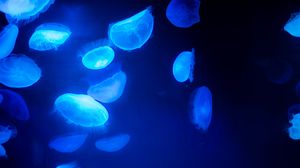 Preview wallpaper jellyfish, blue, underwater world