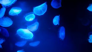 Preview wallpaper jellyfish, blue, underwater world