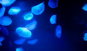 Preview wallpaper jellyfish, blue, underwater world